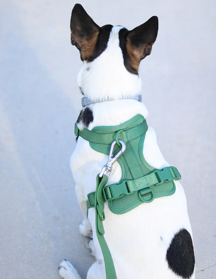 Walk Kit For Lovely Pet