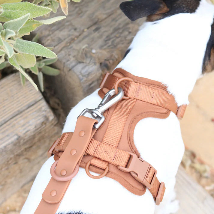 Walk Kit For Lovely Pet