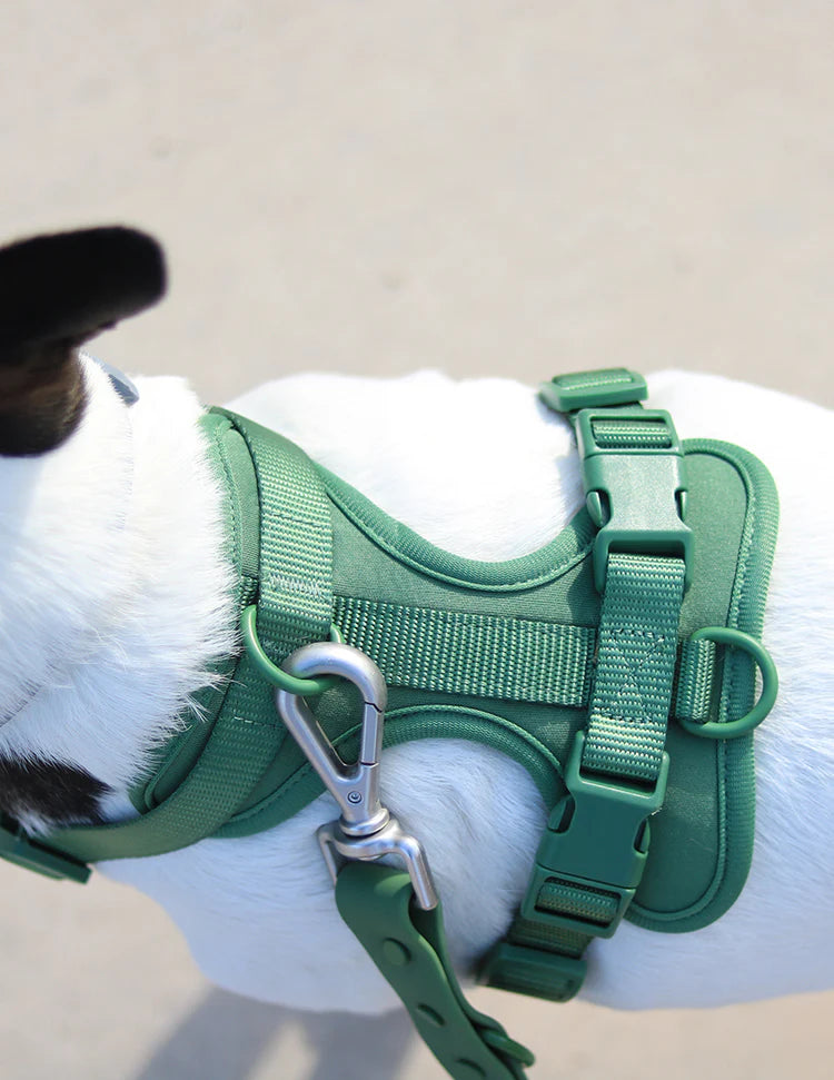 Walk Kit For Lovely Pet