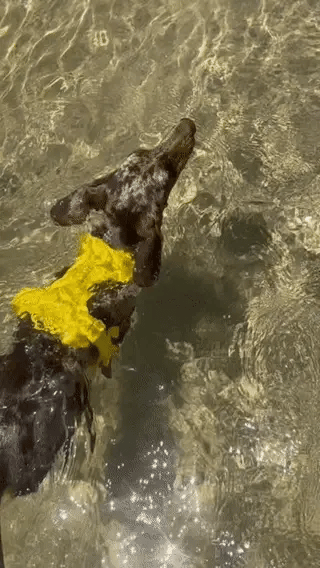 Walk Kit For Lovely Pet